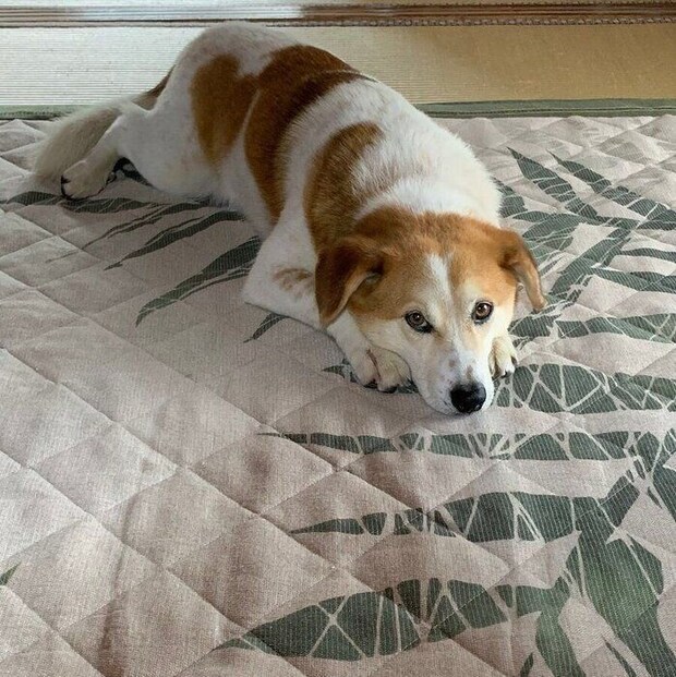 床の上に伏せるムサシくん