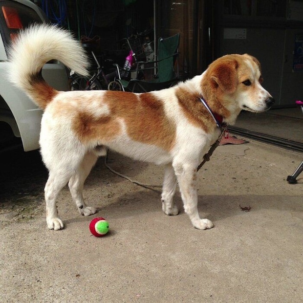 ハートの模様が目立たなかった頃のムサシくん