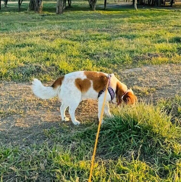 散歩をするムサシくん