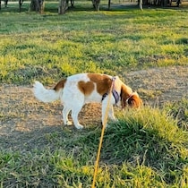 予期せずうちとけた成犬の保護犬と家族に→数年後、ふっくらした体にあらわれた“ハート模様”にほっこり