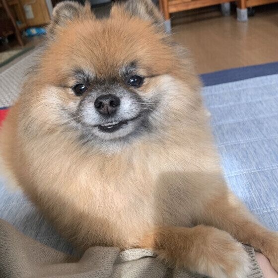 飼い主さんに『ねぇねぇ』とアピール中♪