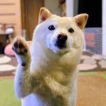 犬が前足でちょいちょいしてくるのはなぜ？　しぐさに込められた気持ちを解説