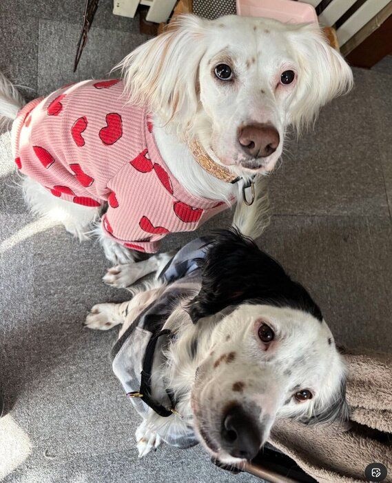 見つめる麦ちゃん、銀ちゃん