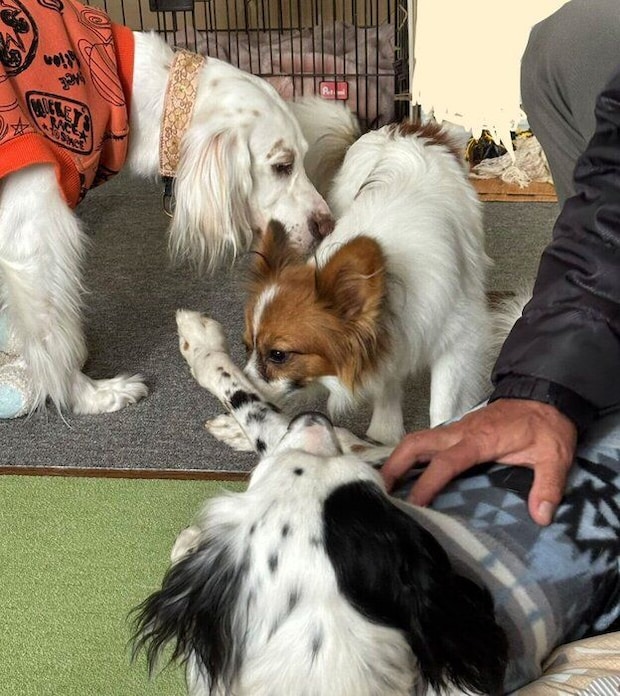 集まる愛犬たち