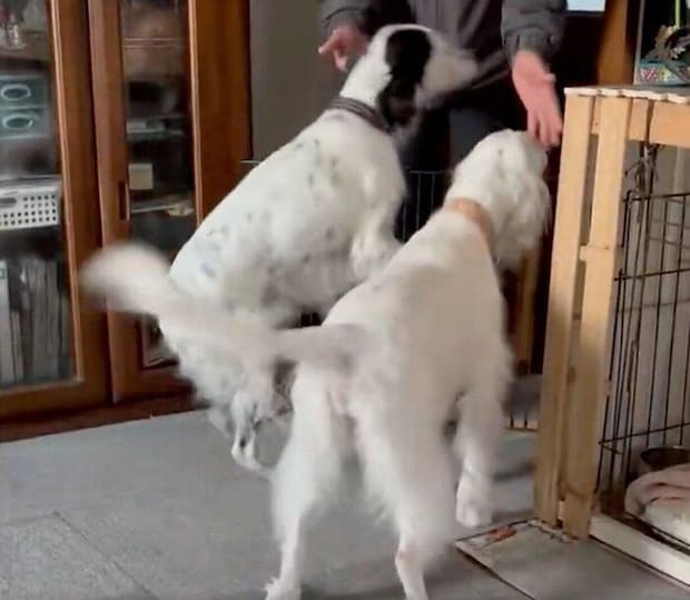 帰宅した父を出迎える2頭