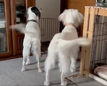 父を出迎える2頭の元保護犬　「帰宅待ちの“うれしっぽ”」の可愛さに癒される人続出