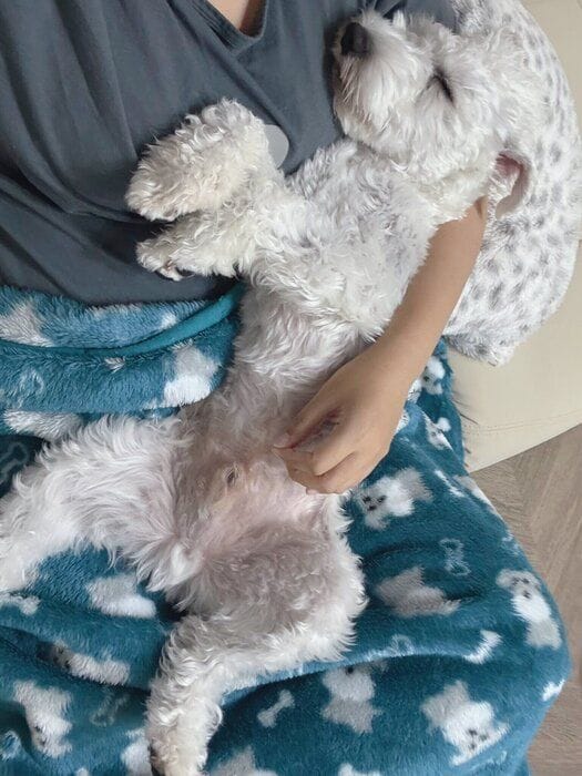 別の日の様子 安心しきったもちまるくんの様子は見ているだけで癒やされる