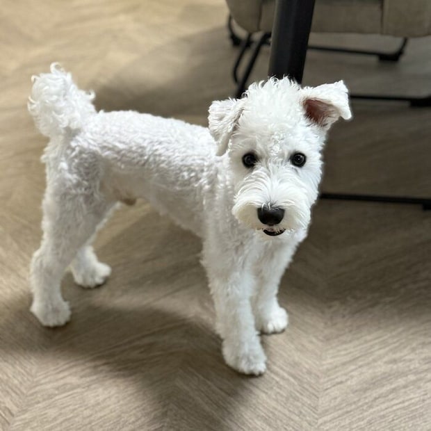 かわいらしい表情で飼い主さんを見つめるもちまるくん