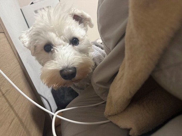 お布団に入れてほしいときのもちまるくんの様子