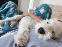 「子犬の頃から腕の中が大好き」　とろけるように眠る愛犬の姿が癒やされる！と話題に