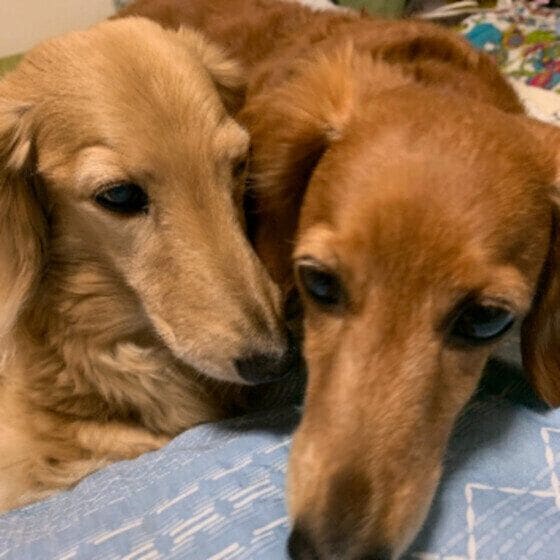 仲良く寄り添う２頭のミニチュア・ダックスフンド