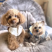 犬の毛色は年齢で変わることがある？　子犬から成犬になるまでに起こる毛色の変化やその他の理由を解説