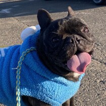 冬も対策が必要だった！犬の身近な場所に潜む水・草・虫トラブル