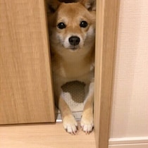 酸っぱいニオイや苦い味も!?　犬がキライ・苦手なもの4つを解説