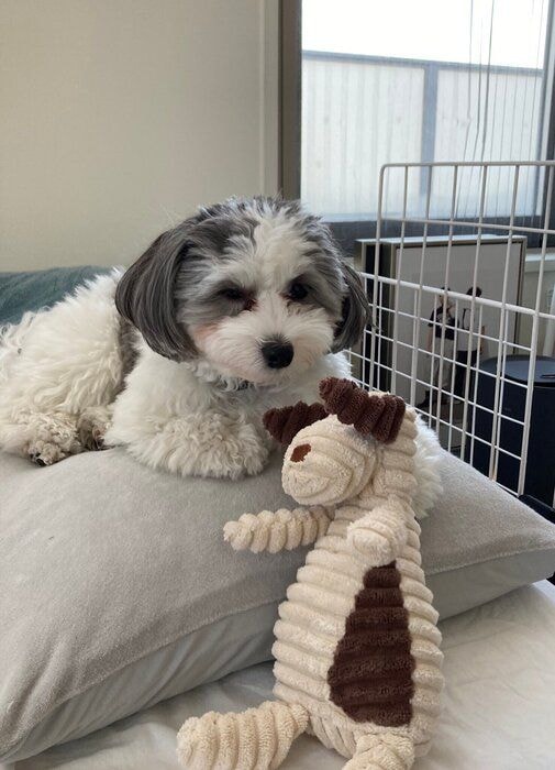 犬とぬいぐるみ