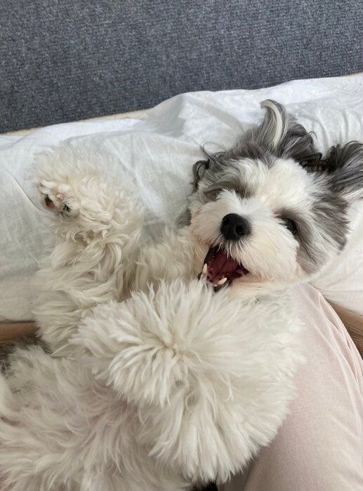 お腹を上にして寝転ぶ犬