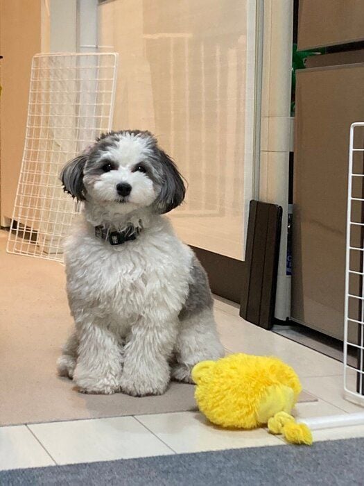 こちらを見つめる犬(1才4カ月)