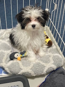 「遊び疲れてぽやぽやしていた」生後4カ月子犬→約1年後、大きく成長！お散歩が大好きで、飼い主さんにとって「光のような存在」に