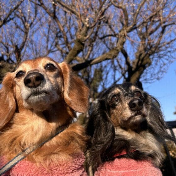 梅とワンちゃん