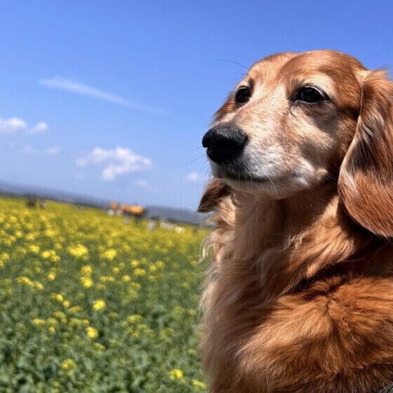 犬の花粉症はどんな症状が出るの? 愛犬のためにできる花粉対策とは いぬのきもち