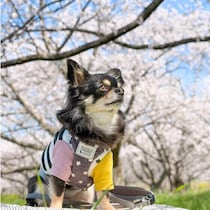 犬の花粉症はどんな症状が出る？ 愛犬のためにできる花粉対策を解説