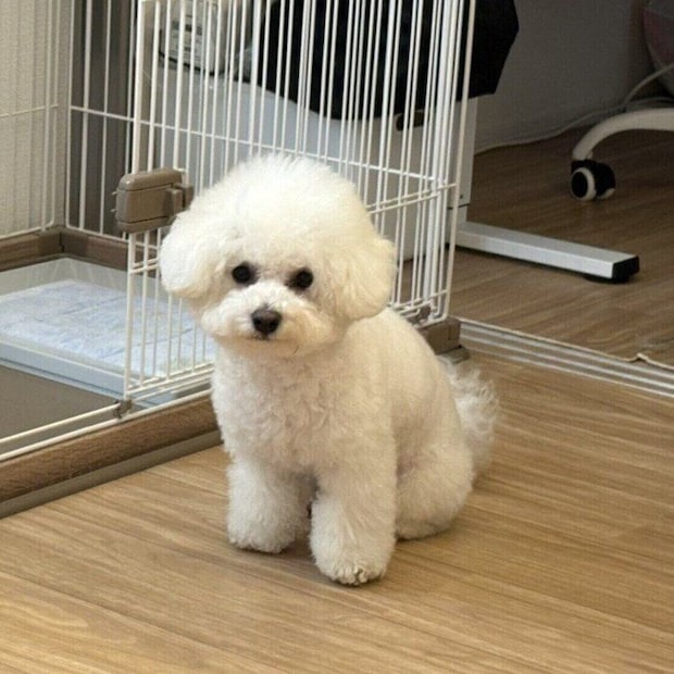 じーっと見つめてアピールするアポちゃん