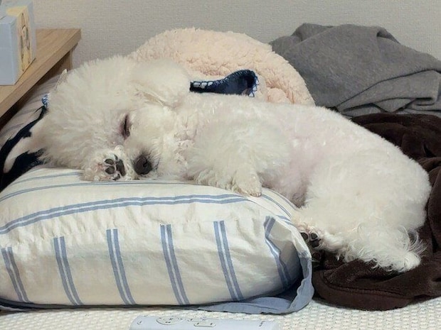 気持ちよさそうに眠るアポちゃん　見ているだけで癒やされる