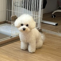 「もう1才4カ月だけど」トイレをして“ほめられ待ち”するビション・フリーゼがかわいすぎる！飼い主のもとには共感の声も