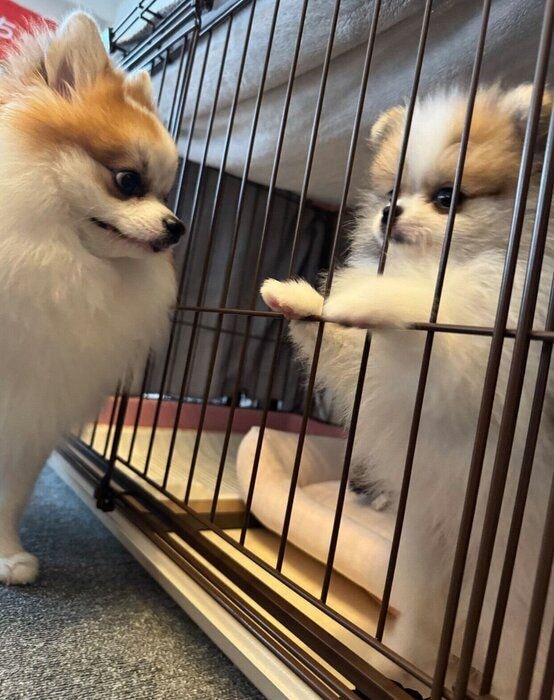 先住犬・てつおくんと、新入り子犬・ダイヤちゃん