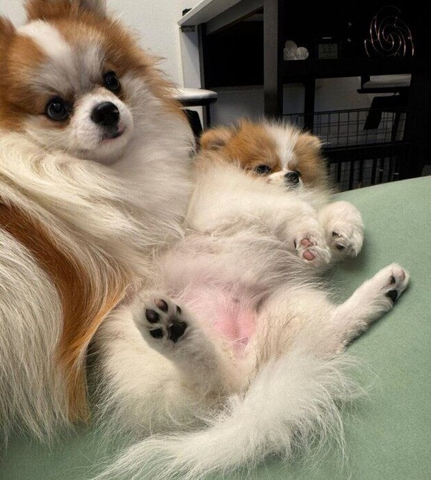 仲良くまったりするてつおくん、ダイヤちゃん