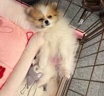 食後のヘソ天ポーズが可愛いポメラニアンの子犬　「肝が据わっているコになりそう」という予感通りに成長中