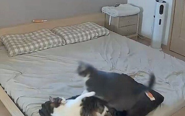 喧嘩する猫たち