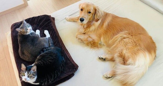 仲良くまったりする3匹