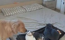 猫たちの喧嘩にすぐさま駆けつけるゴールデン！　まるで仲裁するかのような姿にほっこり！