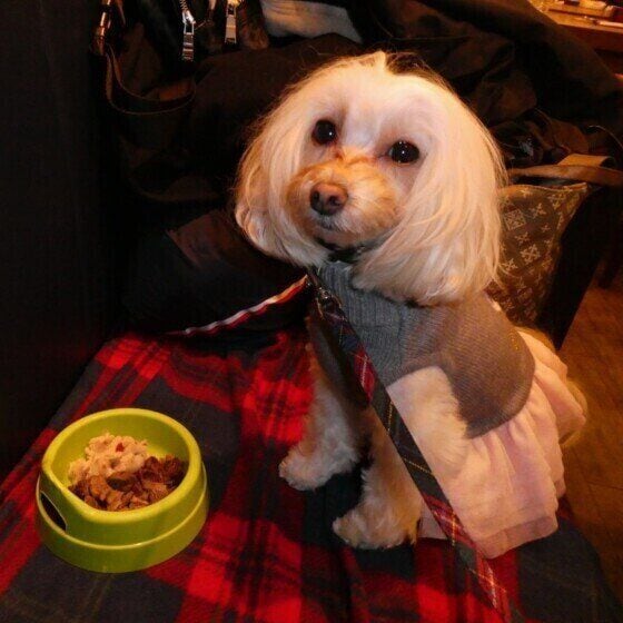 おすわりでゴハンを待つ春ちゃん