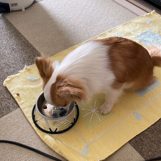 朝ゴハンを食べる元ちゃん