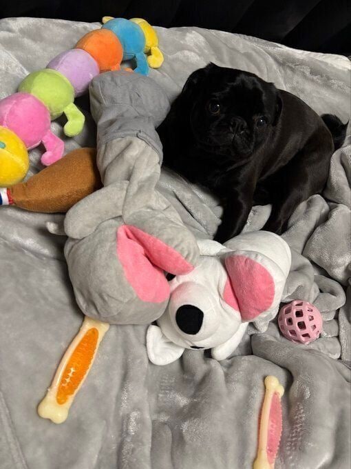 飼い主さんを囲むように置かれたぬいぐるみとつくねくん