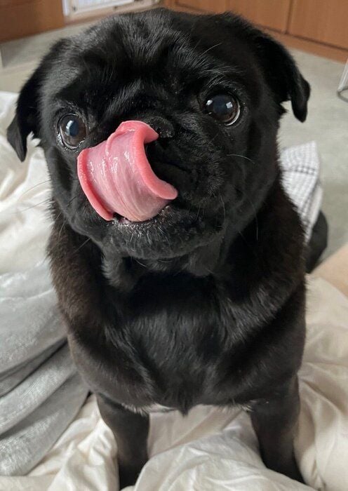 おやつを見つめるつくねくん