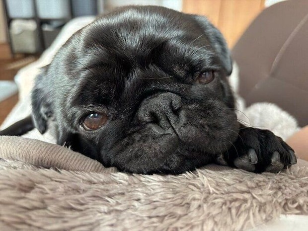 飼い主さんにもたれかかるつくねくん