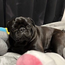 体調を崩した飼い主さんにサプライズ？　ベッドいっぱいに集まったパグ犬からの“おもちゃのお届け”にほっこり