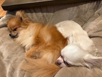 お迎え時は怖がっていた元保護犬2頭→飼い主の膝の上でリラックスするまでに心を開き、今では大切な家族の一員に