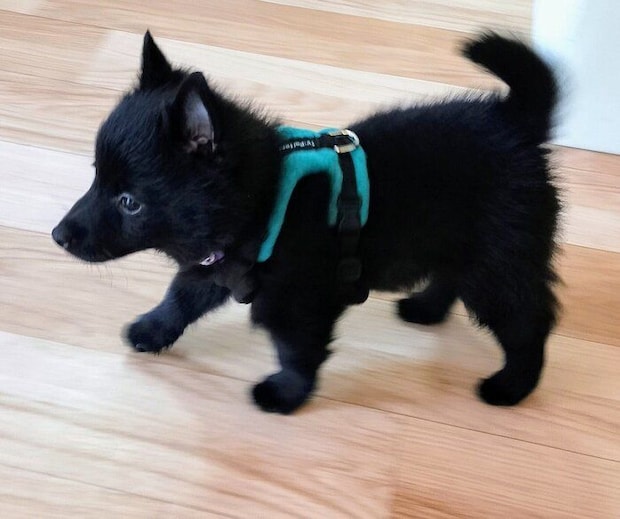 生後2カ月のころに撮影した瑠音くん