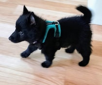 “小さなぬいぐるみ”のようだったスキッパーキの子犬→わずか4カ月で凛々しい姿に！　成長ぶりに驚き