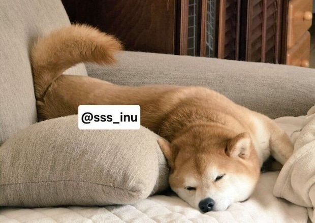 気持ちよさそうに眠る麦くん