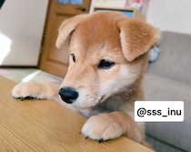 垂れ耳が愛らしい柴の子犬→5才の現在は両耳ピーン！　可愛さそのままに大きく成長