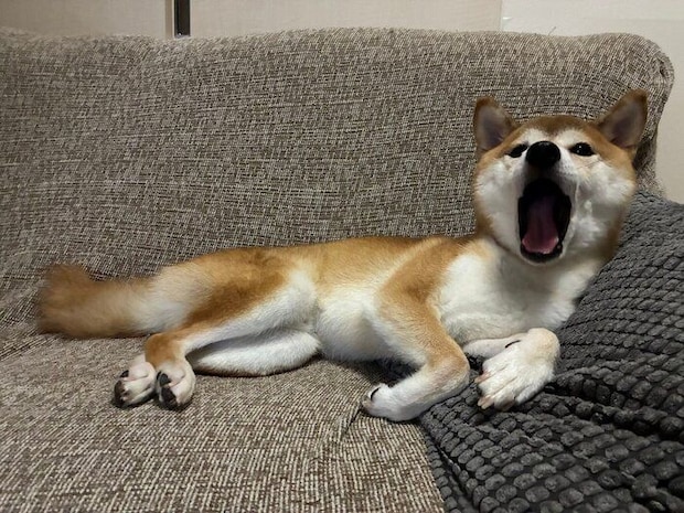 まったりするいそべくん