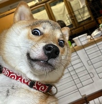 “かもめ眉毛”の柴の子犬、白目のびっくり顔にクスッ！　5才の今も毎日「可愛い」を更新中