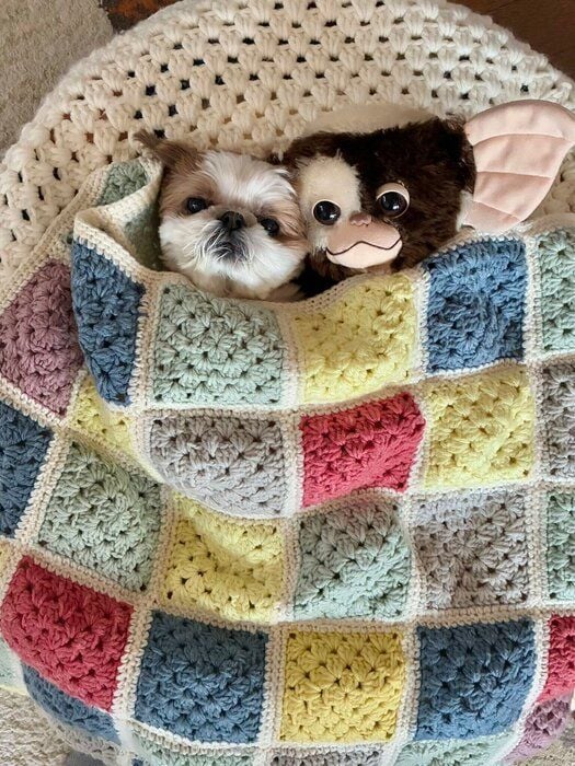 このブランケットは、ちび太くんが寒くないようにと飼い主さんが編んであげたものなのだとか