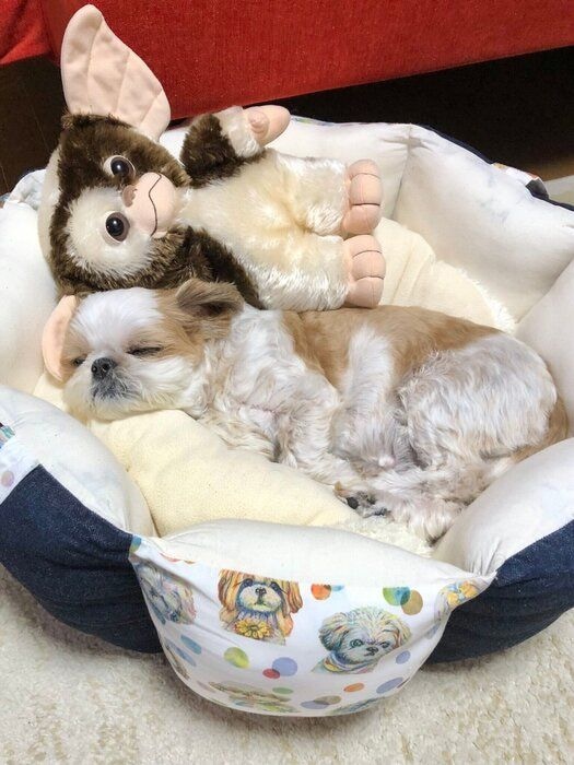 「ちび太の相棒“ギズモ君”と遊んだり眠ったりする姿は本当にかわいいです」と飼い主さん
