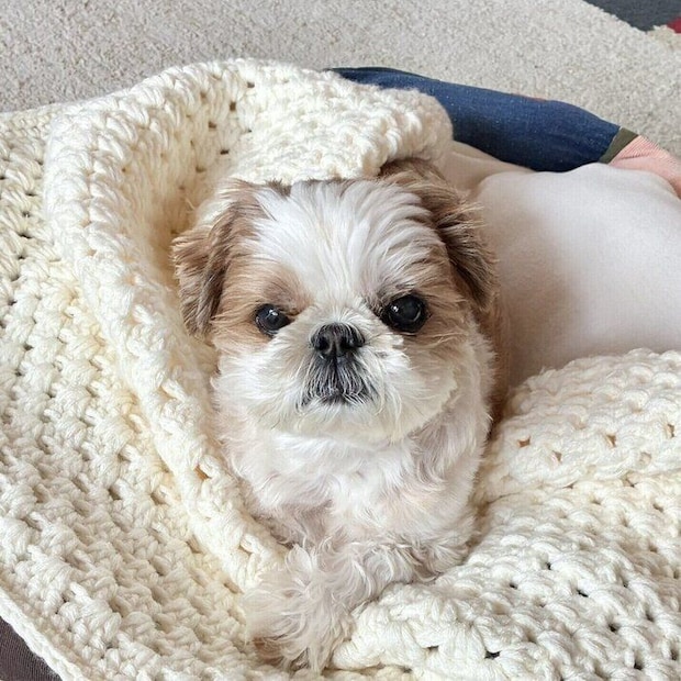 飼い主さんを見つめるちび太くん　お散歩前のひとコマ